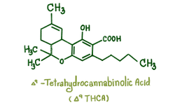 Decoding Alcohol and THCA: Interactions and Effects Explained