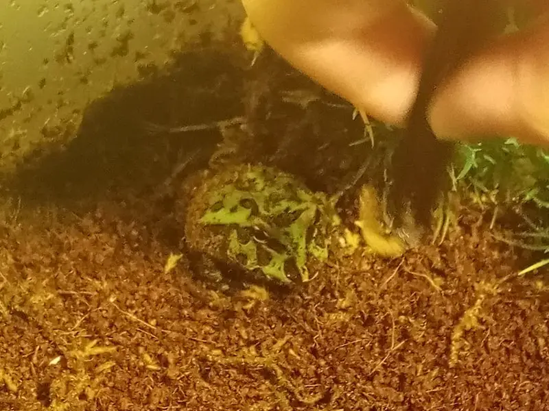 force feed pacman frog