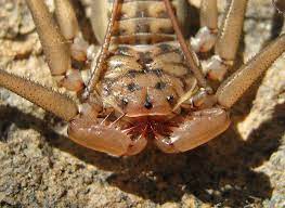 Unveiling the Myth: Do Scorpions Have Ears?