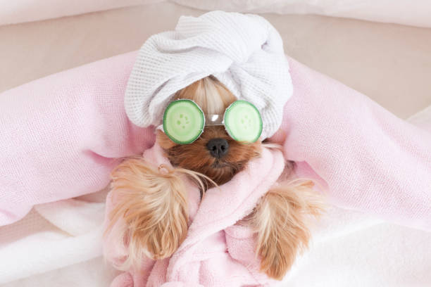 How to Give Your Dog a Personal Spa Day at Home| Grooming and Dog Care