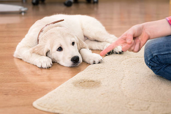 Steps to Take When Potty Training a Dog to Go in a Specific Spot