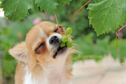Can a Dog Eat Grapes? Discover the Risks