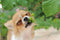 Can a Dog Eat Grapes? Discover the Risks