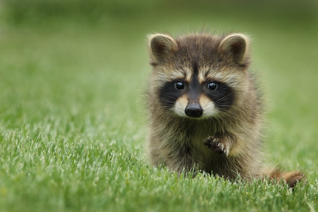Top Reasons Why Raccoons Make Great Pets