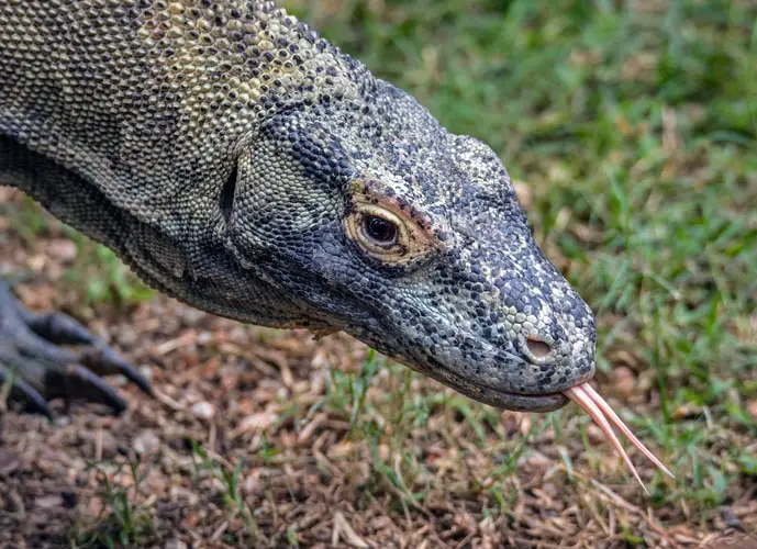 12 Weirdest / Most Bizarre Tongues of the Animal Kingdom