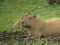 Are Capybaras Known to Attack Humans? | Pet Capybara Safety