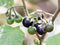 Can You Eat The Nightshade Berry? | Interesting Facts About The Nightshade Berry